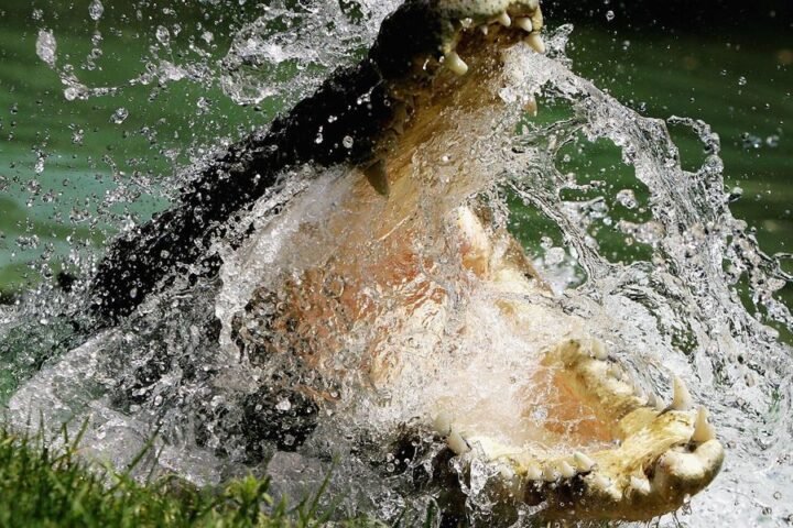 Organisers approve crocodile-populated river for rowing events at Brisbane 2032