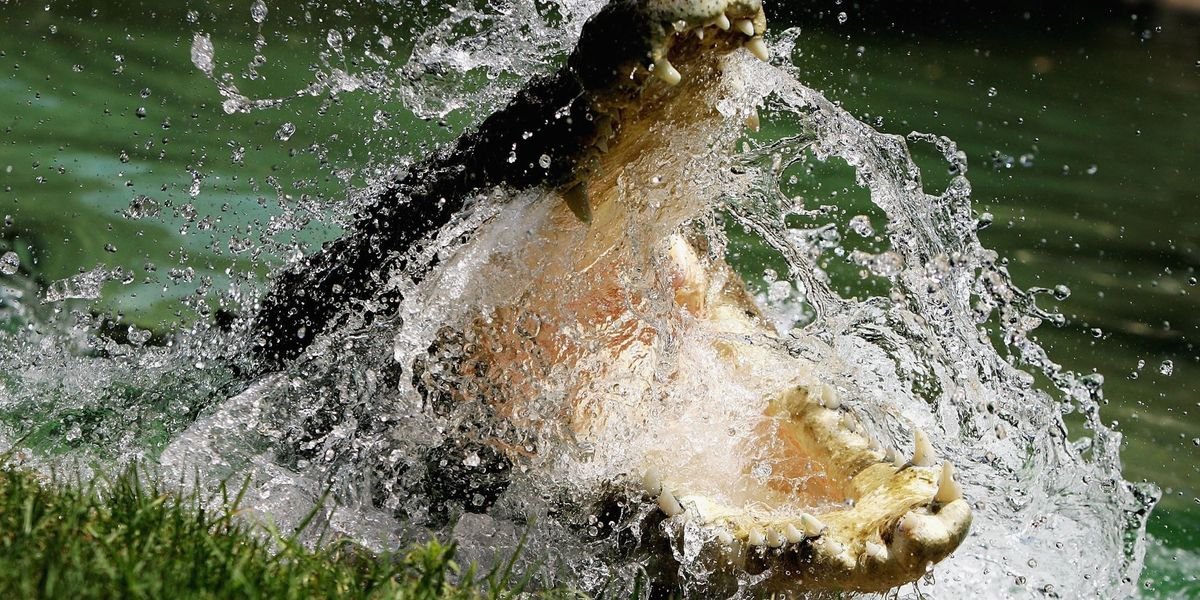Organisers approve crocodile-populated river for rowing events at Brisbane 2032
