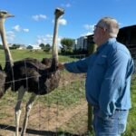 Ostrich farming gains traction as an alternative for those allergic to red meat