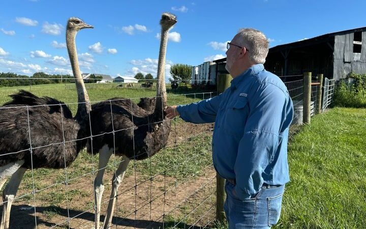 Ostrich farming gains traction as an alternative for those allergic to red meat