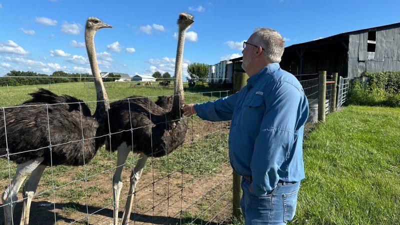 Ostrich farming gains traction as an alternative for those allergic to red meat