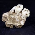 Prehistoric evidence reveals ancient use of betel nut as psychoactive substance