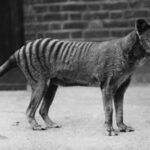 Research reveals Tasmanian tiger skull shows distinct evolutionary traits from modern mammals