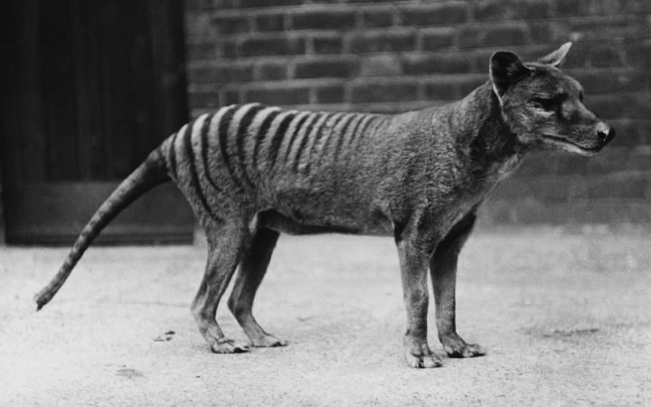 Research reveals Tasmanian tiger skull shows distinct evolutionary traits from modern mammals