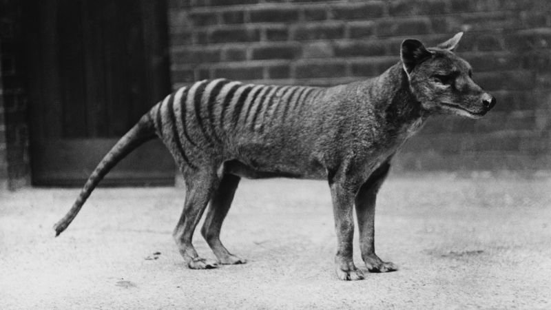 Research reveals Tasmanian tiger skull shows distinct evolutionary traits from modern mammals