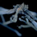Researchers discover two new species of sea spiders in Salish Sea