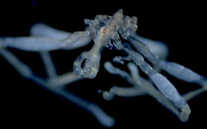Researchers discover two new species of sea spiders in Salish Sea