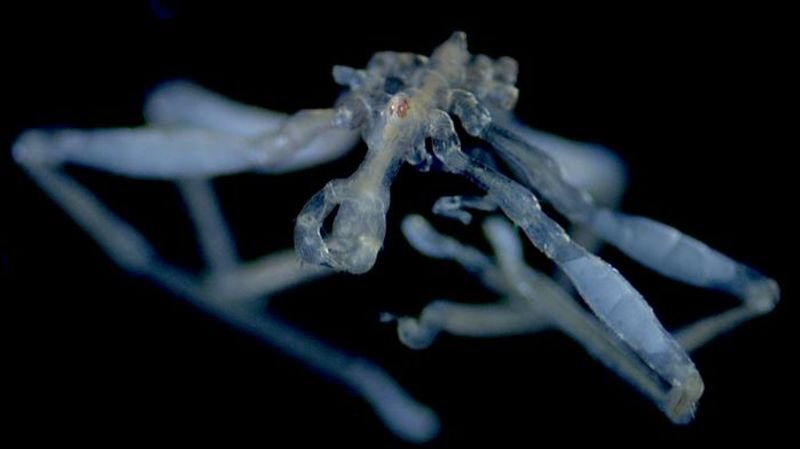Researchers discover two new species of sea spiders in Salish Sea