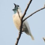 Scientists discover two birds rivaling jackhammers in loudness, measuring over 120 decibels