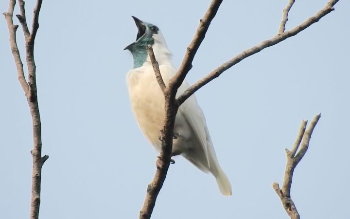Scientists discover two birds rivaling jackhammers in loudness, measuring over 120 decibels