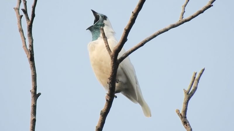 Scientists discover two birds rivaling jackhammers in loudness, measuring over 120 decibels