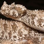 Scientists examine spider-tailed horned viper's tail using advanced X-ray imaging