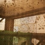 US releases billionth sterile fly in battle against New World screwworm infestation