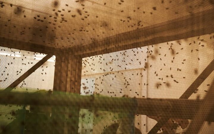 US releases billionth sterile fly in battle against New World screwworm infestation