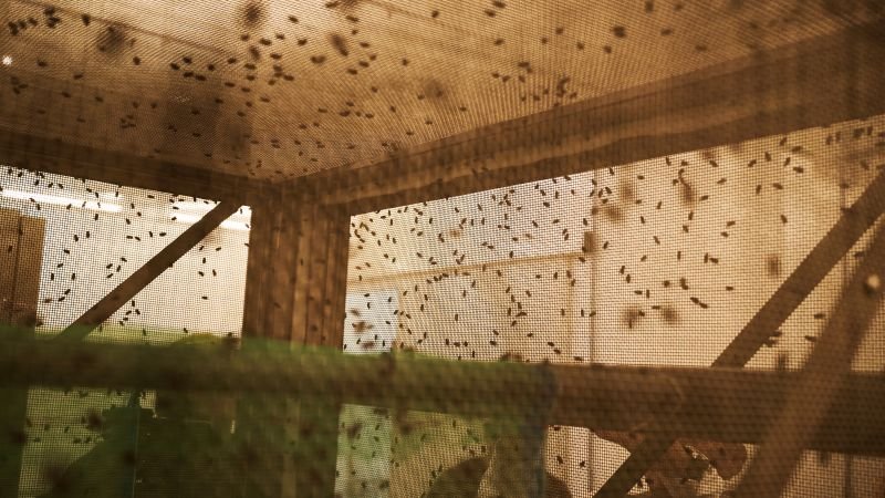 US releases billionth sterile fly in battle against New World screwworm infestation