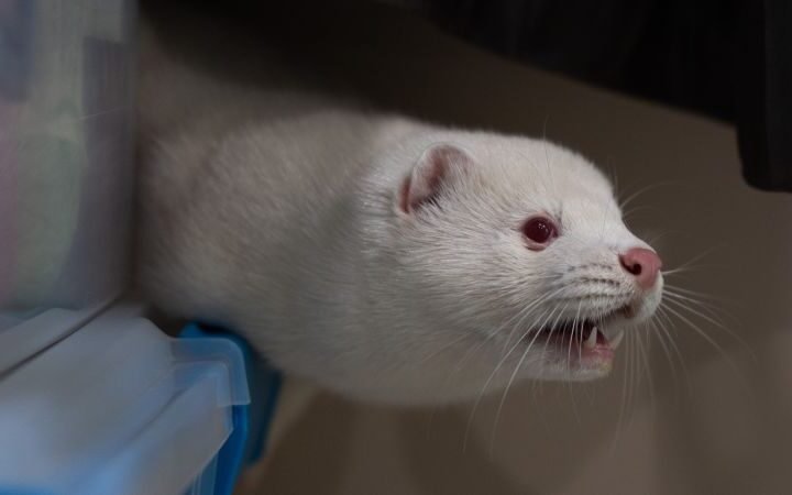 Bird flu outbreak on Utah mink farm raises concerns over potential human pandemic as officials remain inactive