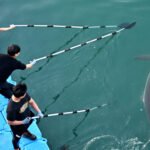 Busan authorities explore new methods to rescue trapped dusky shark from canal