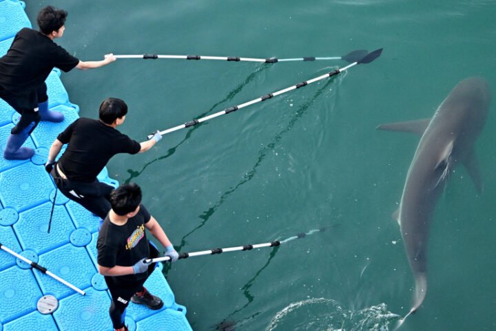 Busan authorities explore new methods to rescue trapped dusky shark from canal