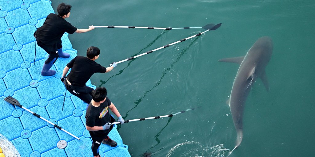 Busan authorities explore new methods to rescue trapped dusky shark from canal