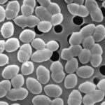 Consumption of sugar alongside antibiotics linked to harm in gut bacteria