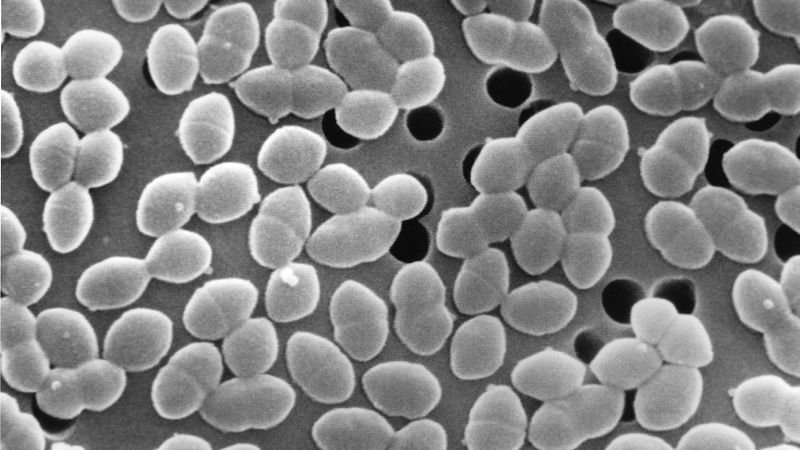 Consumption of sugar alongside antibiotics linked to harm in gut bacteria