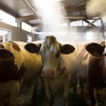 First human case of Shamonda virus reported in France, prompting WHO investigation