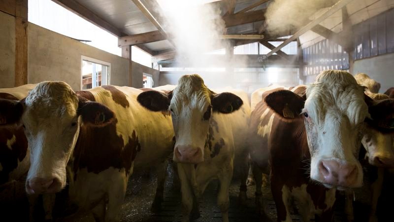 First human case of Shamonda virus reported in France, prompting WHO investigation