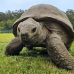 Genetic study of Jonathan the tortoise provides insights into longevity for humans