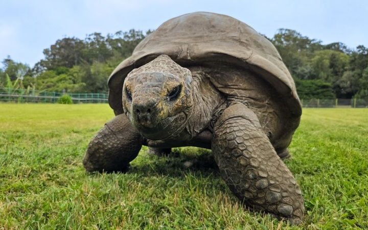 Genetic study of Jonathan the tortoise provides insights into longevity for humans