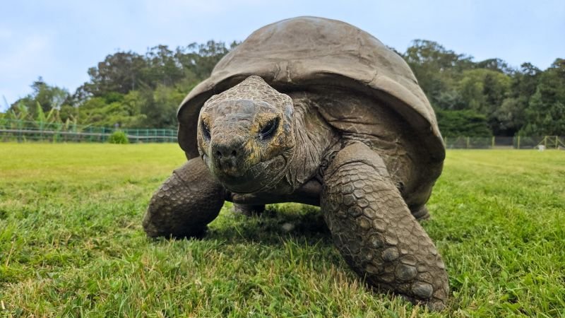 Genetic study of Jonathan the tortoise provides insights into longevity for humans