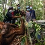 Indonesia moves eight orangutans to protected forest following rescue from wildfires