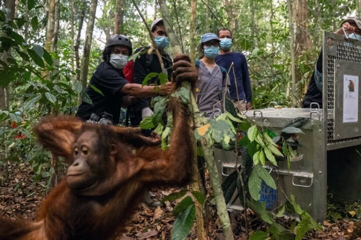 Indonesia moves eight orangutans to protected forest following rescue from wildfires