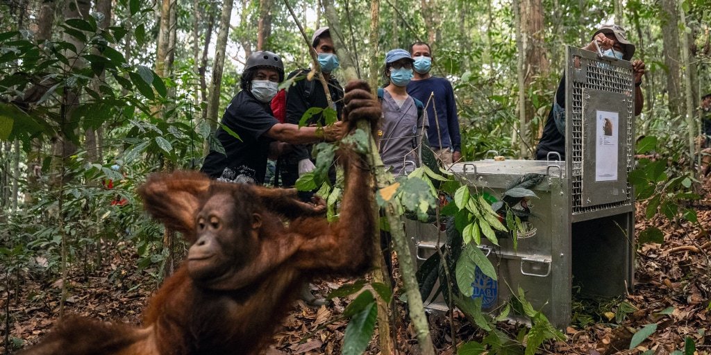 Indonesia moves eight orangutans to protected forest following rescue from wildfires