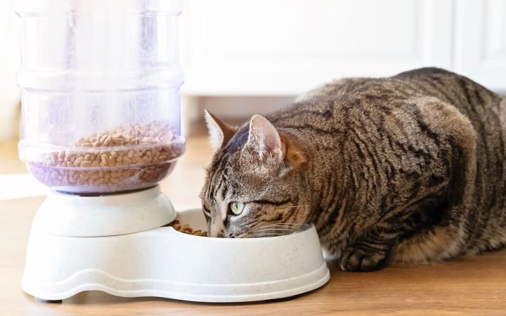 Investigation reveals high levels of toxic chemicals in leading cat food brands