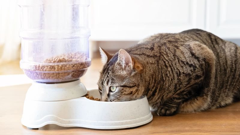 Investigation reveals high levels of toxic chemicals in leading cat food brands