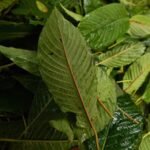 Investigation reveals kratom-related compounds found near University of Mississippi students who died
