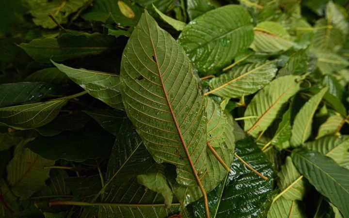 Investigation reveals kratom-related compounds found near University of Mississippi students who died