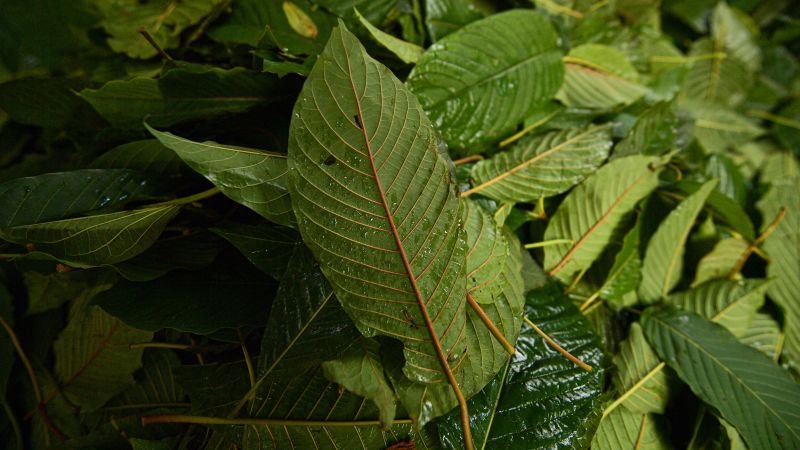 Investigation reveals kratom-related compounds found near University of Mississippi students who died