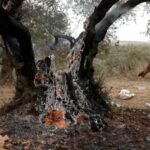 Israeli settlers attack Palestinian olive harvesters in Abu Falah, injuring journalist