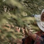 Israeli settlers disrupt Palestinian olive harvest amid military lockdown in West Bank