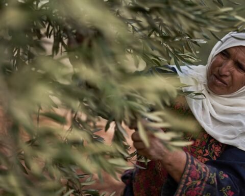 Israeli settlers disrupt Palestinian olive harvest amid military lockdown in West Bank