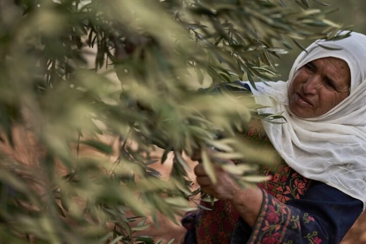 Israeli settlers disrupt Palestinian olive harvest amid military lockdown in West Bank