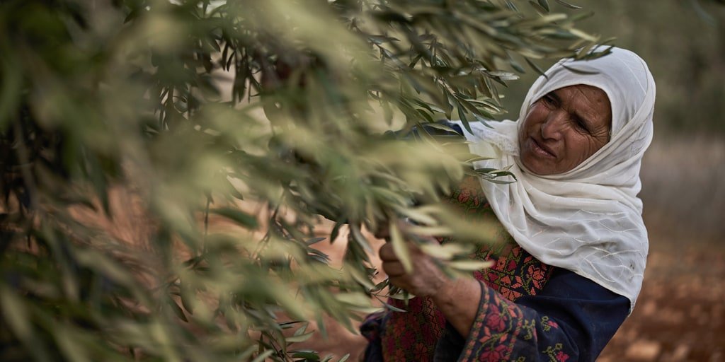 Israeli settlers disrupt Palestinian olive harvest amid military lockdown in West Bank
