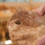 Neanderthal remains reveal evidence of violence and care in prehistoric life