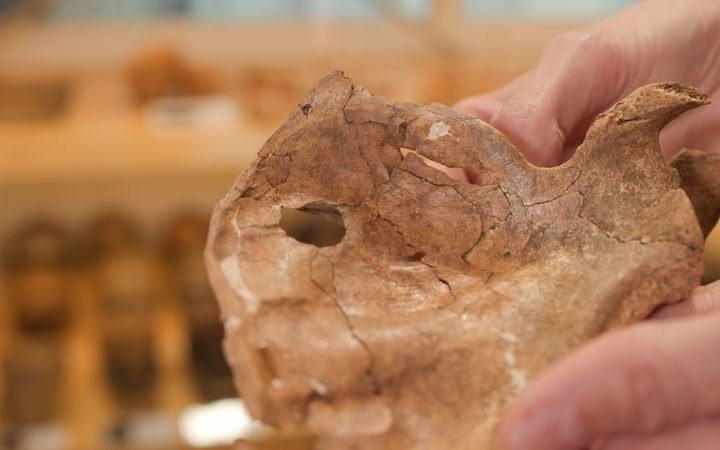 Neanderthal remains reveal evidence of violence and care in prehistoric life