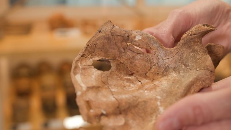 Neanderthal remains reveal evidence of violence and care in prehistoric life