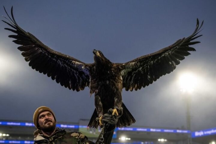 PETA calls for Crystal Palace to retire live eagle mascot amid animal welfare concerns
