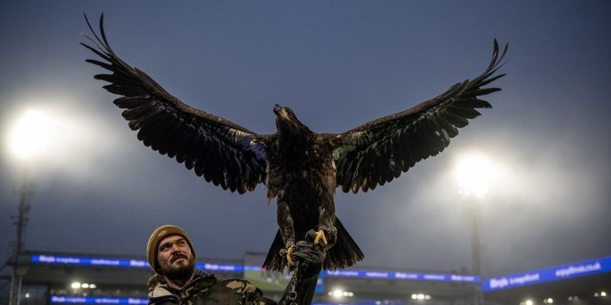 PETA calls for Crystal Palace to retire live eagle mascot amid animal welfare concerns