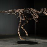 Rare Nanotyrannus skeleton fetches $47.3 million at Sotheby’s auction in New York