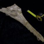 Scientists identify ancient crocodile species linked to the rock used for the Great Sphinx